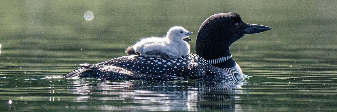 Nemiko 🏳️‍⚧️ banner