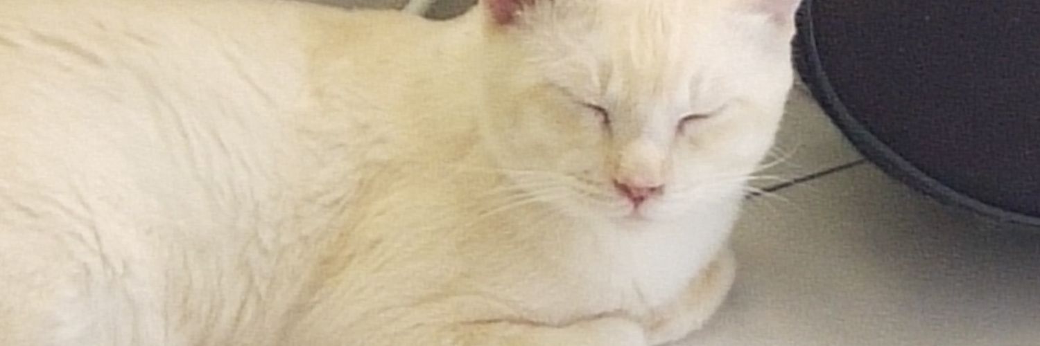 在猫砂拉屎 banner