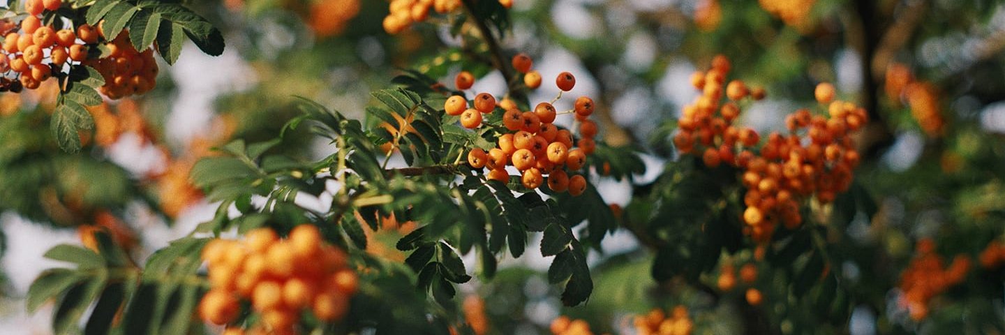 bboranis's profile banner image