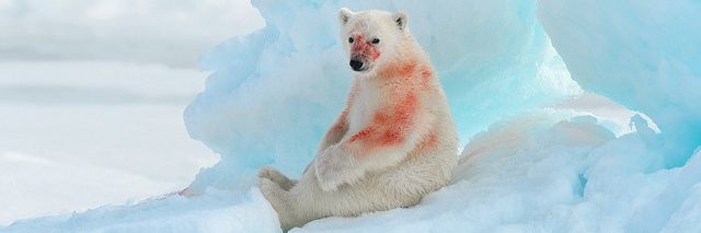 lateinantarctic's profile banner image