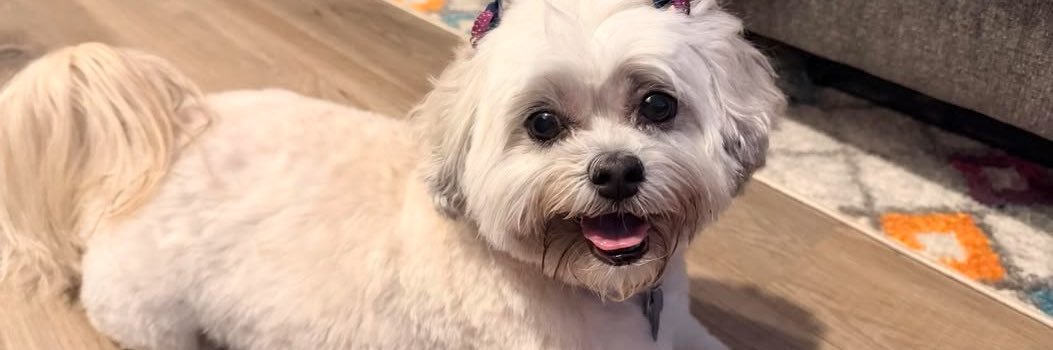 Trixie 🎊🎀 banner
