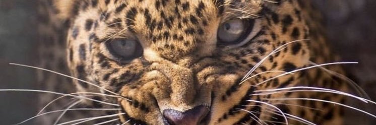 hazelcolakk's profile banner image