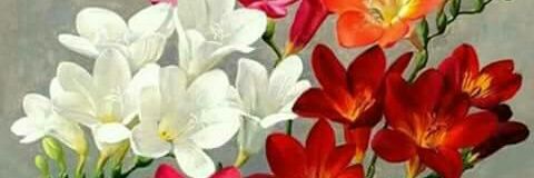 ckumar1234's profile banner image
