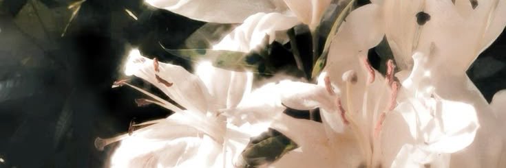 𓏲ּ𝄢 banner