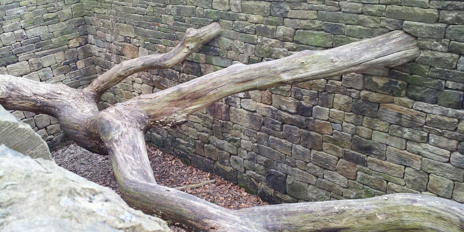 Ruth Mary Smethurst banner