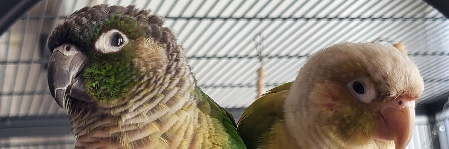 Ilaj | SleepyConure 💤🪽 banner