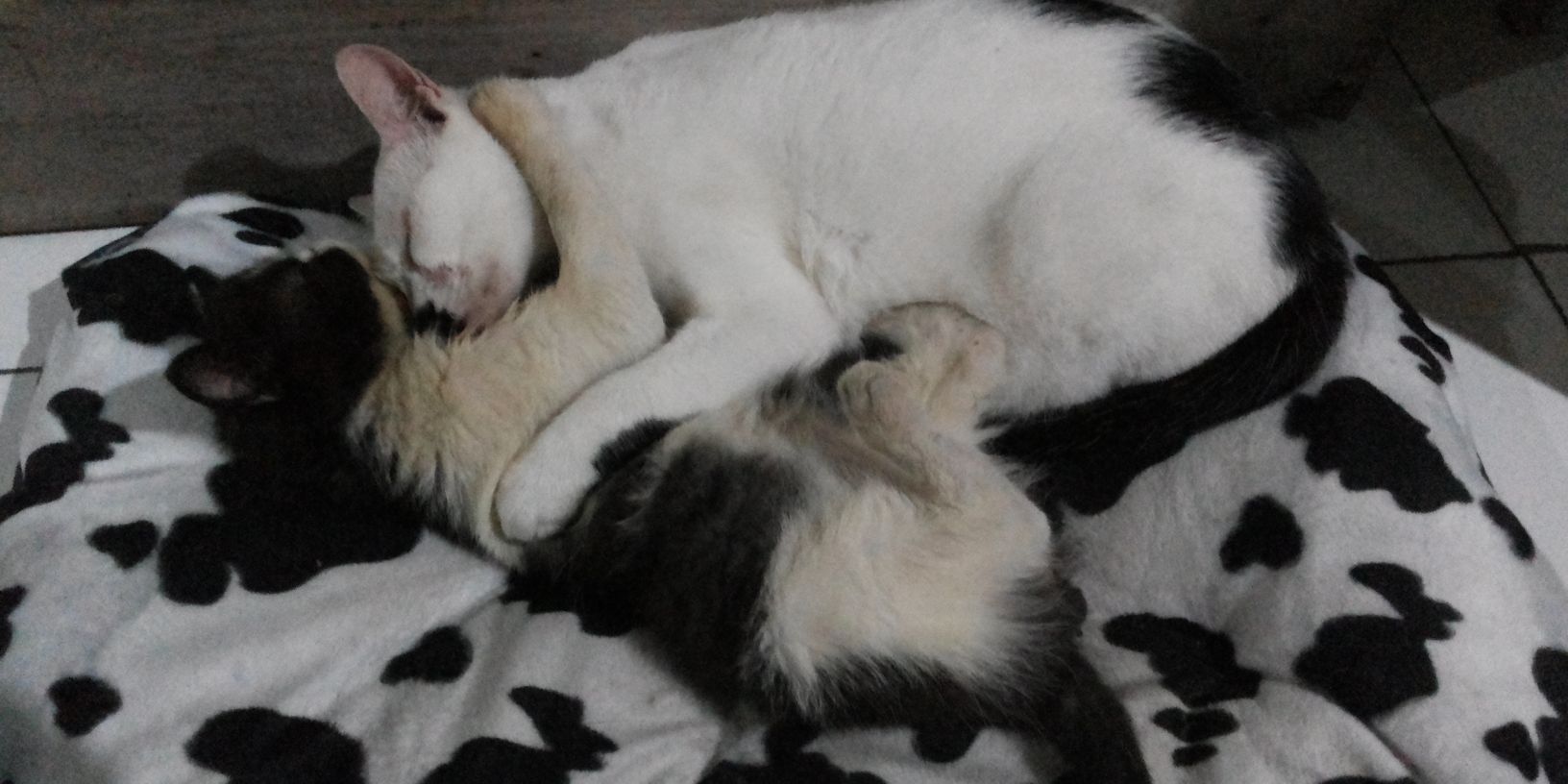 Infopetlover's profile banner image