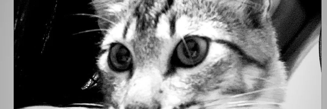 luarigoni's profile banner image