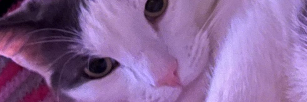 Emol banner