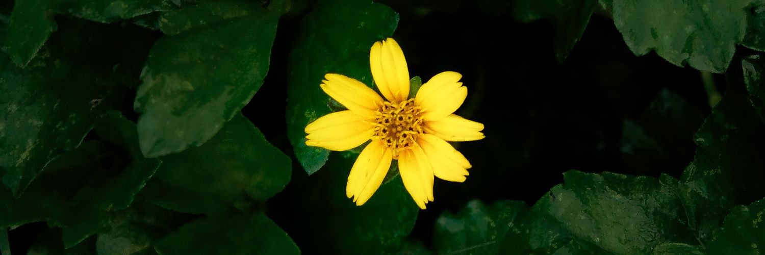 Joo_uska's profile banner image