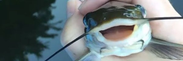 NullSquids Profile Banner