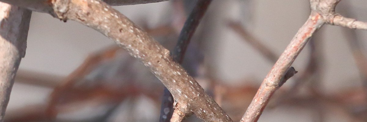 corkapon's profile banner image