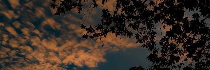 Nature_Diary_'s profile banner image