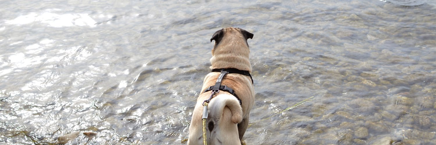 Alyssa McMurray banner