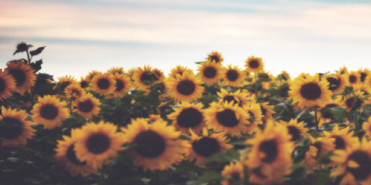 hillarydejong's profile banner image