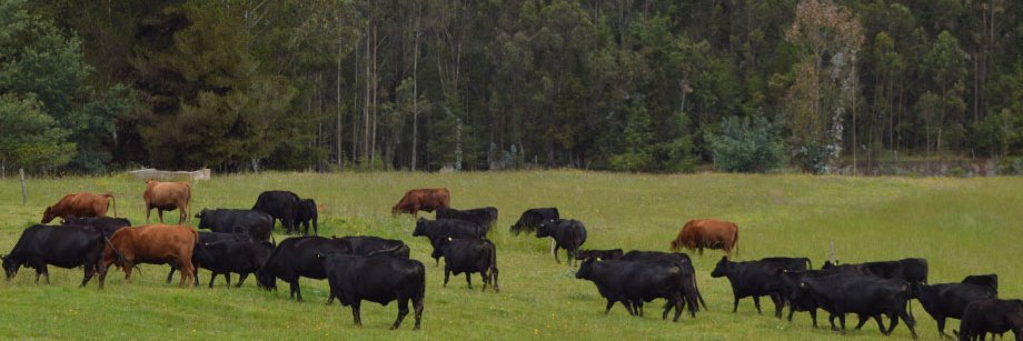 Almacén Rural banner