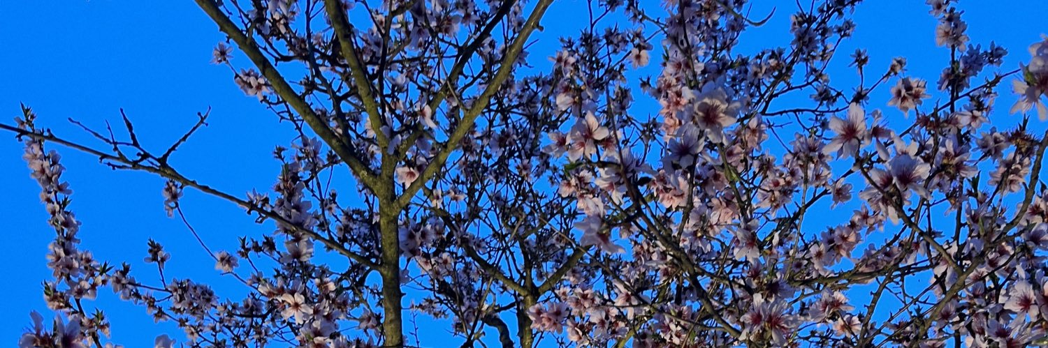 steszgal's profile banner image