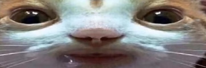 COMMEMORATIONS TO THE ROACH banner