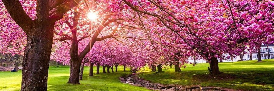 yanoqa | $XAGE banner