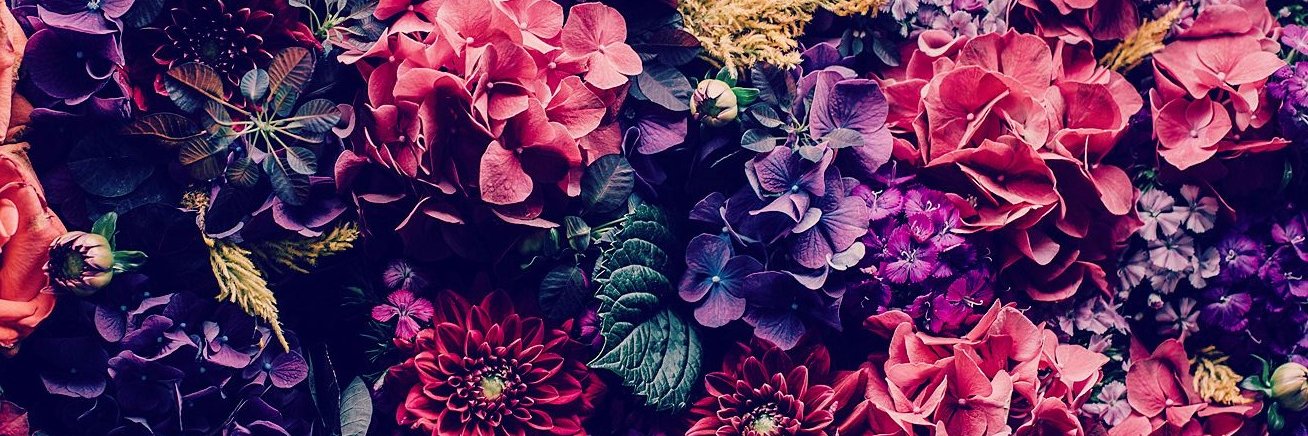 Sophia_Castillo's profile banner image
