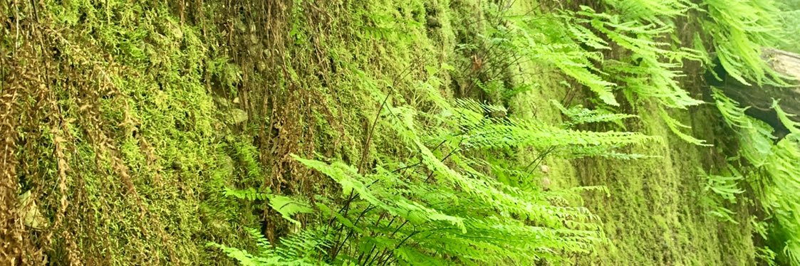 Buckaroo Ponzi banner