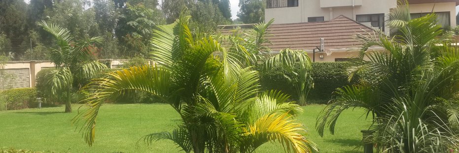 Nelly Mbugua-OGW. MISK, RICS Valuer & Estate Agent banner