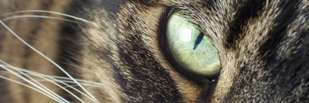 SJComptonHall's profile banner image