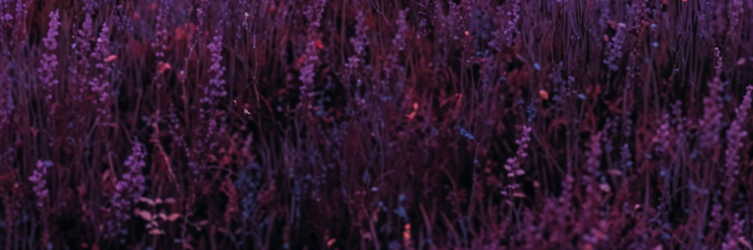 0x•Ciel• 🦋 banner
