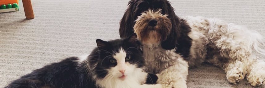 Dr Ellen Strickland banner