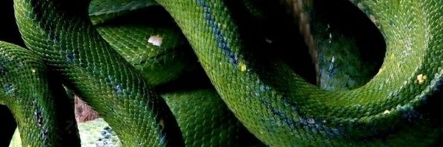 𝔽𝔼𝔸𝕋ℍ𝔼ℝ𝔼𝔻 𝕊𝔼ℝℙ𝔼ℕ𝕋's banner