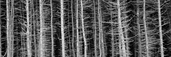 lisasorg Profile Banner