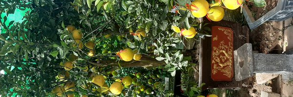 VitL346944 Profile Banner