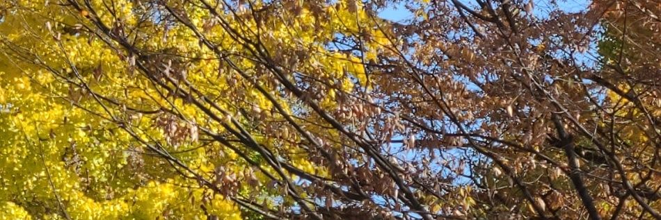 あくたがわ banner