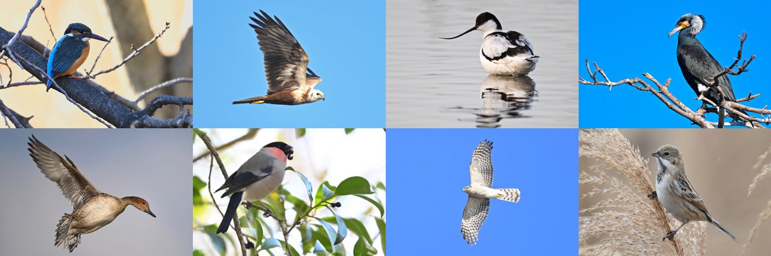 birdwatching283's profile banner image