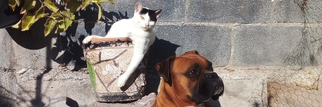 Marco A. Texon banner