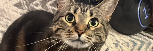 ricebearmx Profile Banner