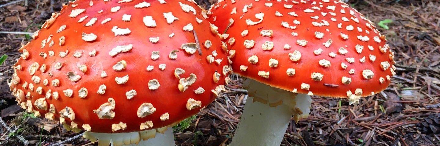 S is for Sarah who sank in a mire 🌈💜 banner