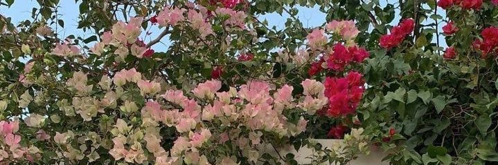 Somehope115's profile banner image