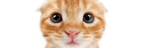 i4wenclairs Profile Banner