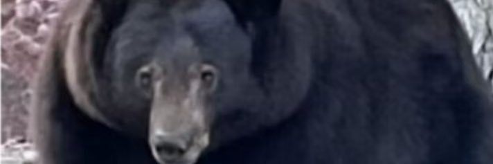 大伯理璽天德 banner