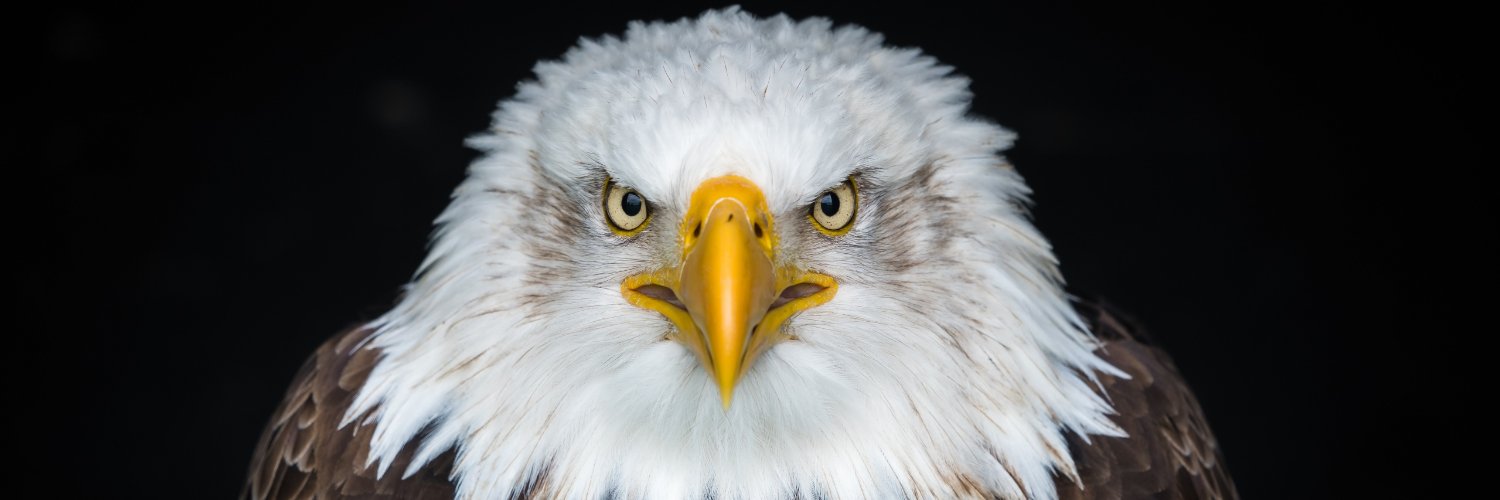 Bald eagle白头海雕 banner