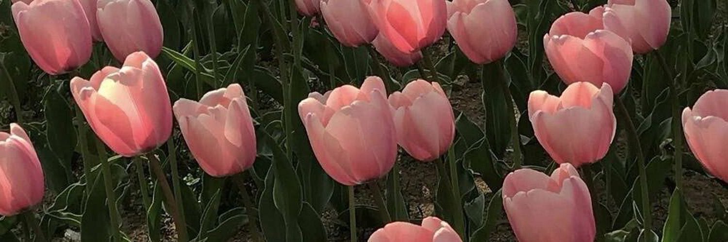 SpiceReac’ 🌬️ banner