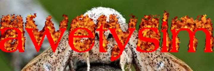 WOKE MOTH's banner