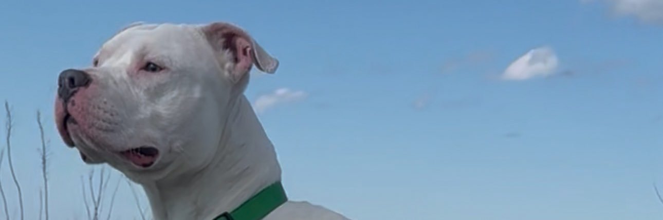 Sniff banner
