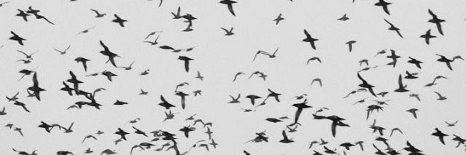 _Linaar's profile banner image