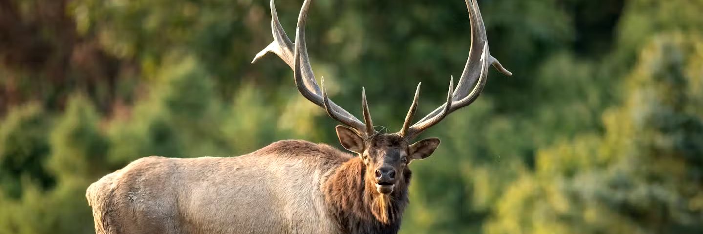 Fire Doc Muse banner