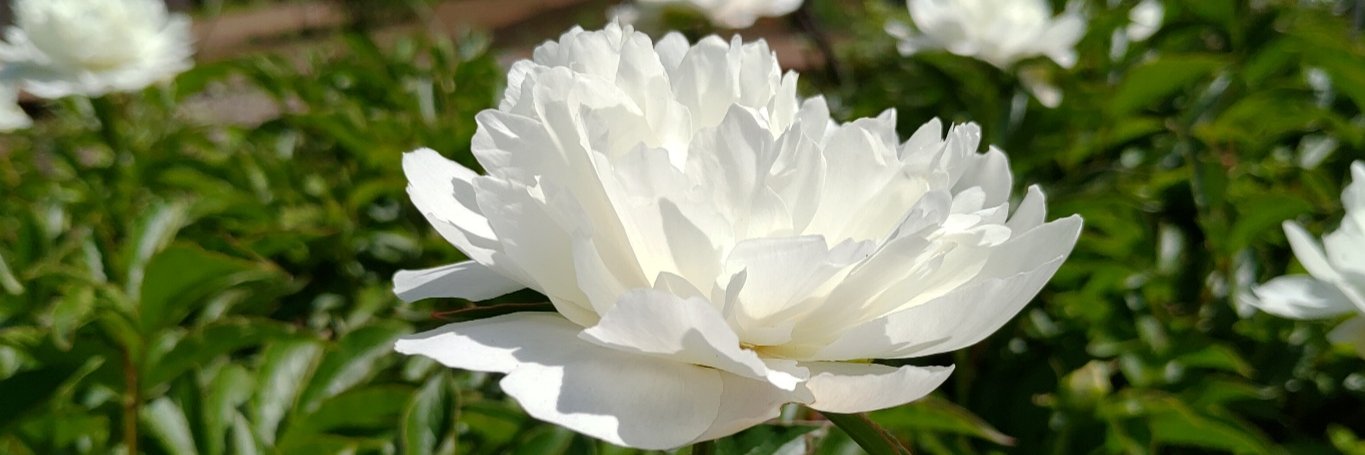 山田ジギタリス banner