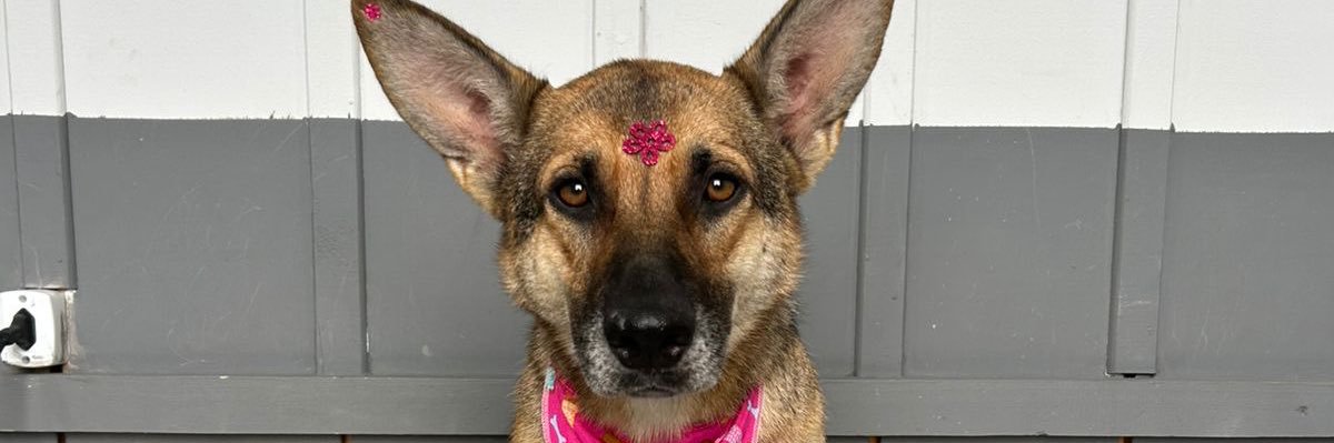 rafaelafachini_'s profile banner image