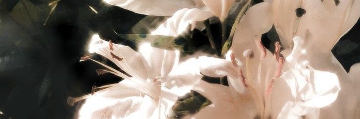 saaaiiiooo's profile banner image