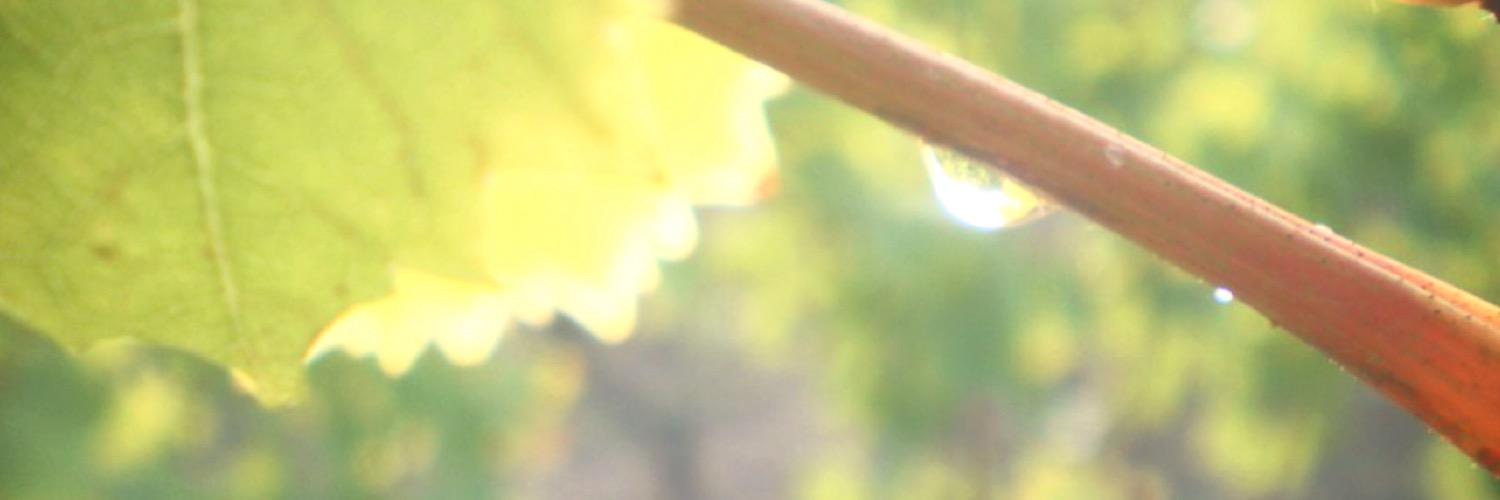 oenogirl's profile banner image
